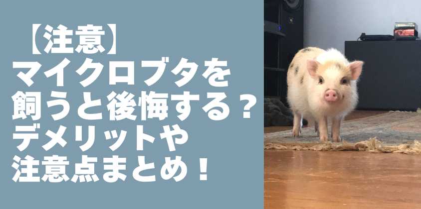 【注意】マイクロブタを飼うと後悔する？デメリットや注意点まとめ！