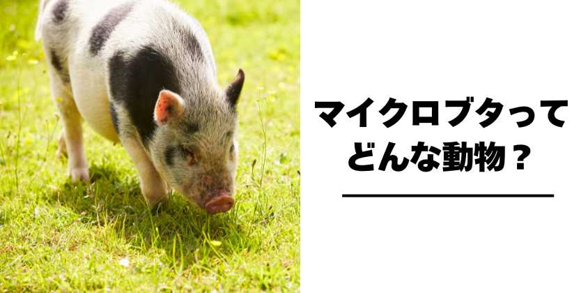 マイクロブタってどんな動物？